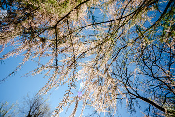 Wall Mural - Tree in full bloom full of small white flowers with blue sky.