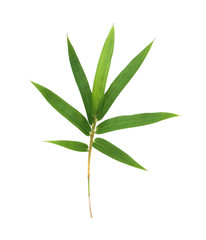  Bamboo leaf isolated on white background with clipping path, Bamboo leaf texture background, Chinese bamboo leaf, Green leaves