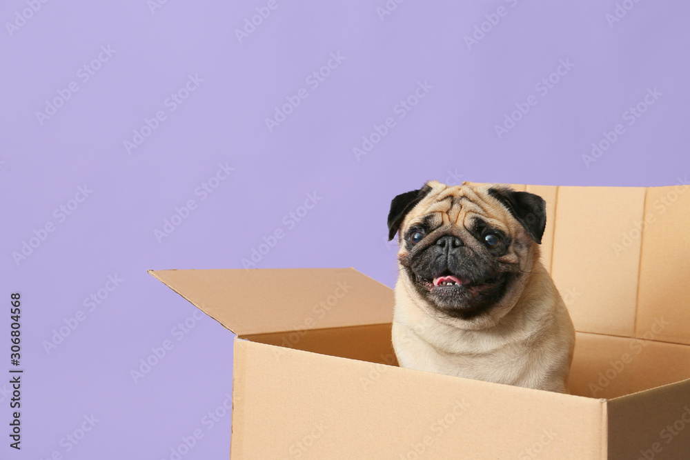 Cute pug dog in cardboard box on color background - obrazy, fototapety, plakaty 