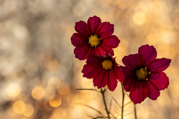 red flowers on a background