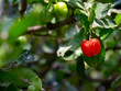 Fresh organic Acerola cherry on the tree, High vitamin C and antioxidant fruits, Select focus of acerola cherry on thai cherry tree, nature background