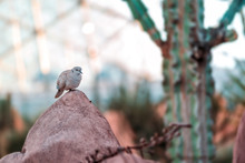 A Single Dove Perched On A Boulder In A Garden.
