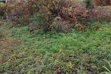 Brown and red autumn shrub forest and green meadow