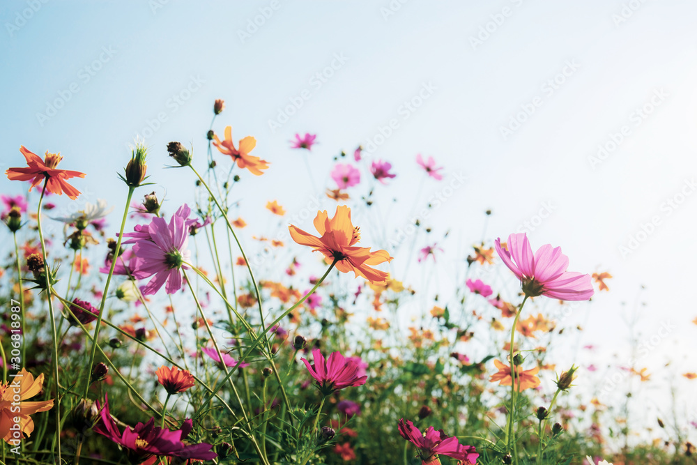 Cosmos with colorful at sunlight. Stock Photo | Adobe Stock