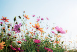 Cosmos with colorful at sunlight.