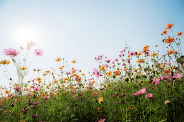 Wall Mural - cosmos with beautiful at sky.