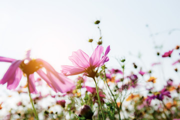 Wall Mural - Cosmos with the sunlight.