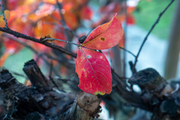 Wall Mural - red autumn leaves