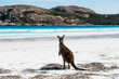 © Adam - Standing kangaroo on the beach during the beautiful sunny day in Lucky Bay, Australia (Western Australia, Esperance, 2019)