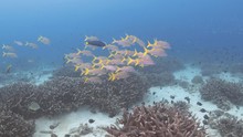 Schooling Tropical Reef Fish In Crystal Clear Blue Water With Great Visibility And Plenty Of Corals.