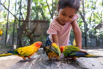 Cute asian child girl having fun to feed parrot birds in the zoo