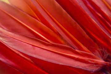 Beautiful abstract colorful white orange and red feathers on colorful background and soft white yellow pink orange feather texture on white pattern