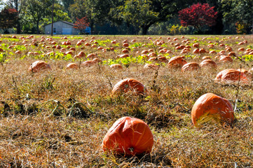 pumpkin patch