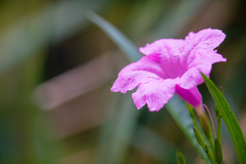 Wall Mural - meadow on sepal of pink flower