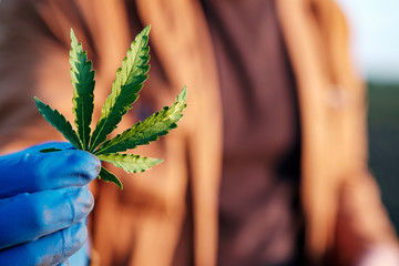 a rubber-gloved hand holds a marijuana leaf