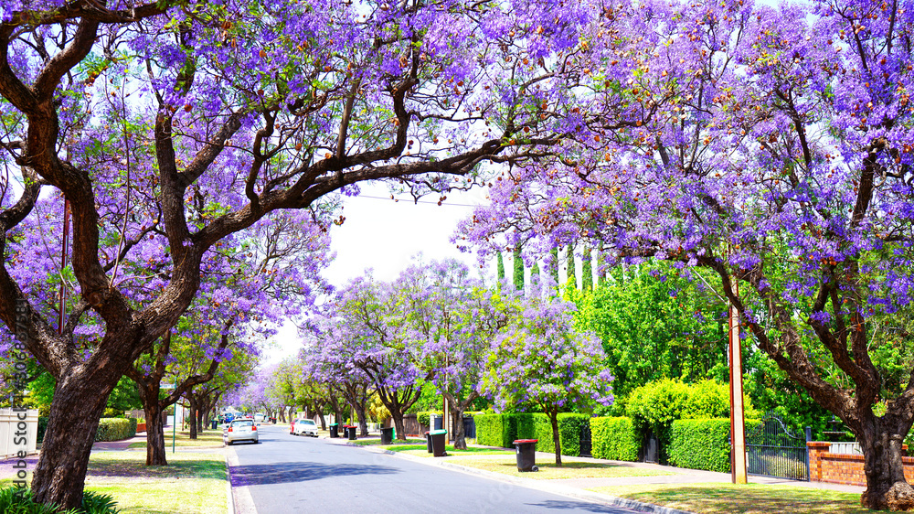 Beautiful purple flower Jacaranda tree lined street in full bloom. Taken in Allinga Street, Glenside, Adelaide, South Australia. - obrazy, fototapety, plakaty 