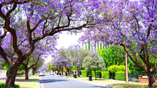 Beautiful Purple Flower Jacaranda Tree Lined Street In Full Bloom. Taken In Allinga Street, Glenside, Adelaide, South Australia.