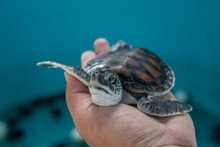 Sea Turtle Rescue And Rehabilitation Center
