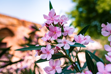 Close up of beautiful pink and white cherry blossom flowers in Delhi, India. Large and attractive pinkish Japanese Somei Yoshimo flowers in a garden with blurred sky and trees in the background.