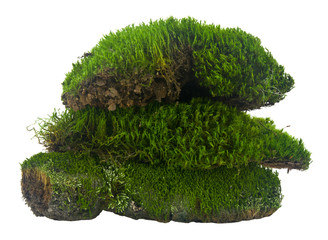 Wall Mural - Green moss isolated on a white background close-up.