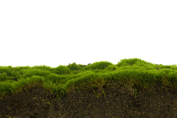 Wall Mural - Green moss isolated on white background close up Macro, full focus.