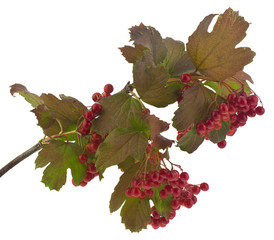 Sticker - Red berries of viburnum on a branch isolated on a white background close-up.