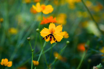 Yellow beautiful cosmos flower with honey bee