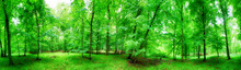 Green Forest Panorama At Rain