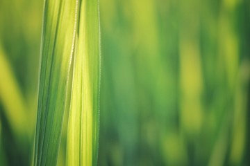 closeup of green grass