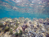 Fototapeta Do akwarium - Sarpa salpa fishes in sea