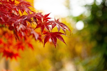 Branches with red maple leaves in autumn