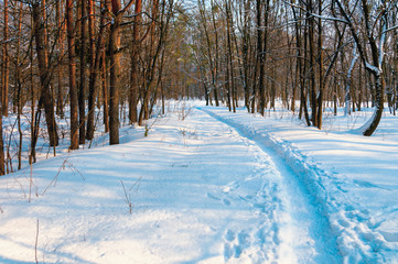 Wall Mural - Christmas morning in the park.