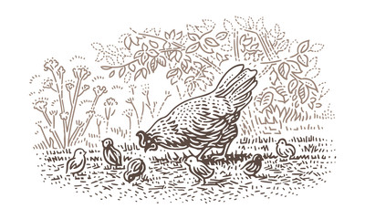 Hen with newborn chicks (chicken) line illustration. Vector, 2 layers. 