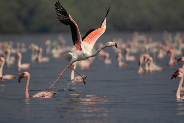 Wall Mural - Greater flamingo, Phoenicopterus roseus, India