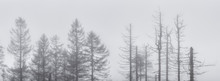 Panoramic Foggy Forest Of Dead Spruce Trees After Drought And Bark Beetle Infestation, Harz National Park, Germany