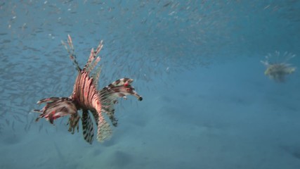 Poster - Lion fish. Diving in the Red sea near Egypt.