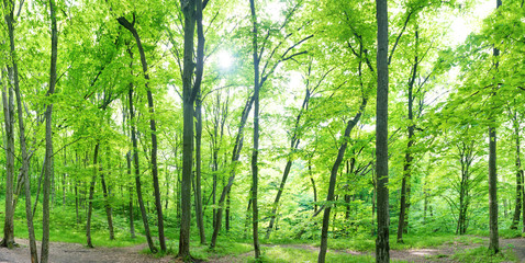 Wall Mural - green forest landscape panorama with trees and sun light going through leaves
