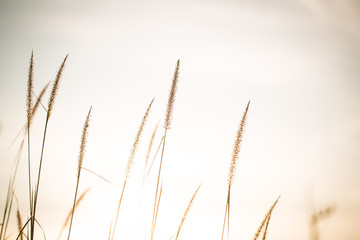 Naklejka na meble grass flower/grass/grass flower background in nature.golden of grass flower on sunrise in countryside.soft and blur style for background