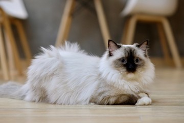 Close up one black white ragdoll cat lying on floor, looking at camera. Blurred chairs and indoor background