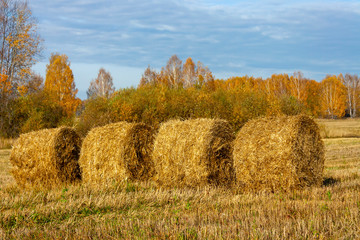 Wall Mural - Roll of straw in the field at the edge of the forest