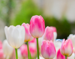 Wall Mural - Pink  tulips are blooming beautifully in the natural gardens on a soft sunlight day. Tulip Flowers of Love