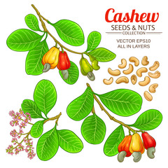 Wall Mural - cashew vector set