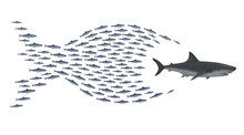 Sardines Group Chasing Shark
