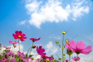 Wall Mural - Cosmos flowers blooming in the garden.Pink and red cosmos flowers garden, soft focus and look in blue color tone.Cosmos flowers blooming in Field.