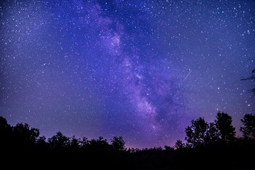 Wall Mural - silhouette of trees with a dark purple and blue sky filled with tars in the background