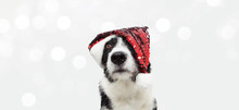 Sweet Border Collie Dog Celebrating Christmas Holidays Wearing A Red Glitter Santa Claus Hat. Looking Up. Isolated On White Background