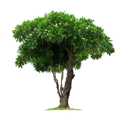 plumeria tree isolated on white background