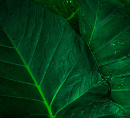 Wall Mural - Green leaf with rain drop in jungle. Water drop on leaves. Green leaf texture background with minimal pattern. Green leaves in tropical forest on dark background. Greenery wallpaper. Botanical garden.