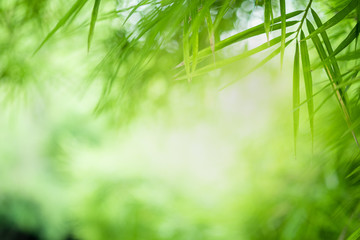  Closeup beautiful view of nature green bamboo leaf on greenery blurred background with sunlight and copy space. It is use for natural ecology summer background and fresh wallpaper concept.