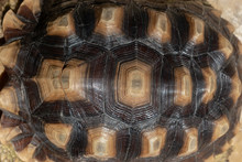 Pattern Of Hard Tortoiseshell, Closeup Image Of Turtle Animal